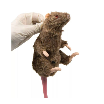 Mannequin de rat 