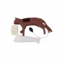 /simulateurs-de-soins-veterinaires/mannequin-de-rcr-de-chat-p-4003909.2-600x600.jpg