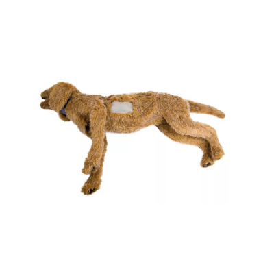 Mannequin de thoracentèse canine