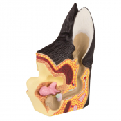 Modèle d'oreille de chien