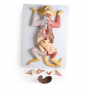 /simulateurs-de-soins-veterinaires/modele-d-une-chatte-enceinte-en-coupe-p-4002903.2-600x600.jpg