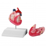 /simulateurs-de-soins-veterinaires/modele-de-coeur-de-chien-taille-reelle-p-4002895.1-600x600.jpg
