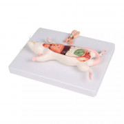 Modèle de dissection de rat randeur nature en 6 parties