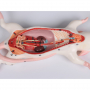 /simulateurs-de-soins-veterinaires/modele-de-dissection-de-rat-randeur-nature-en-6-parties-p-4002890.1-600x600.jpg