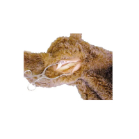 Modèle de simulation de fracture du fémur pour mannequin de chien Modèle de simulation de fracture du fémur pour mannequin de chien