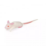 Modèle de souris pour simulation biomédicale