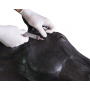 /simulateurs-de-soins-veterinaires/simulation-de-soins-equins-p-4002889.4-600x600.jpg