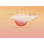 /soins-pour-chevaux/pansement-en-mousse-15-x-15-cm-p-4002793.2-600x600.jpg