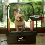 DogPACER Mini – tapis roulant pour petits chiens