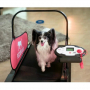 /tapis-de-course-pour-chiens-/dogpacer-mini-tapis-roulant-pour-petits-chiens-p-4002021.1-600x600.jpg