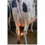 /tonte-pour-ovins-caprins-et-bovins/epilateur-a-gaz-pour-bovins-p-4004042.3-600x600.png