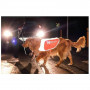 /vetements-pour-animaux/veste-reflechissante-pour-chien-non-stop-dogwear-securite-et-visibilite-nocturne-p-4002586.2-600x600.jpg